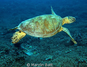 Green Sea Turtle just crusin along by Marylin Batt 